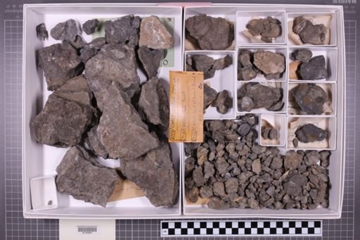 mixed taxa, stratigraphic collection