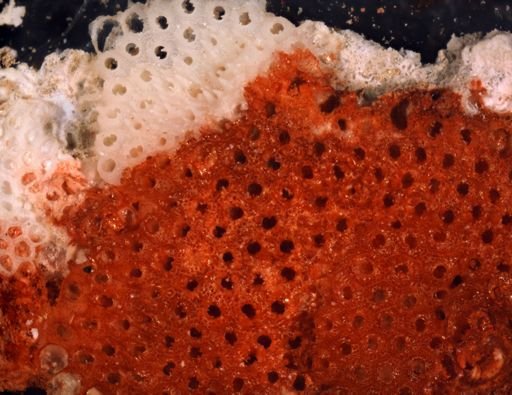 Trematooecia hexagonalis