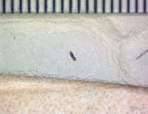 undet. Formicidae