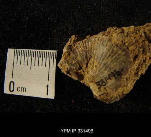 undet. Orthida