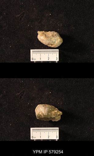 Productus sp.
