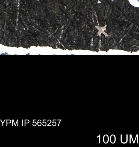 undet. Porifera