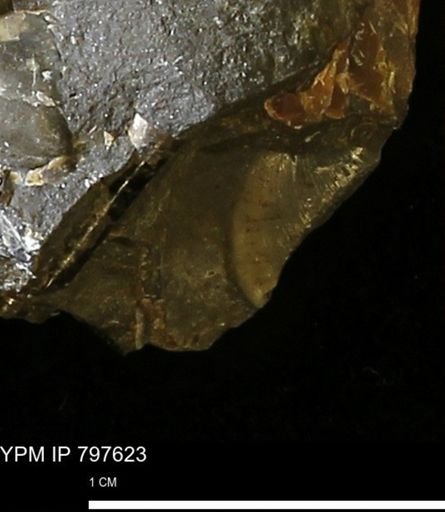 undet. Bivalvia