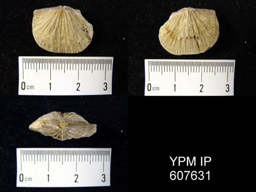 Glyptorthis sp.