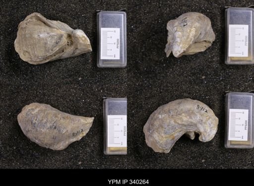 Gryphaea navia