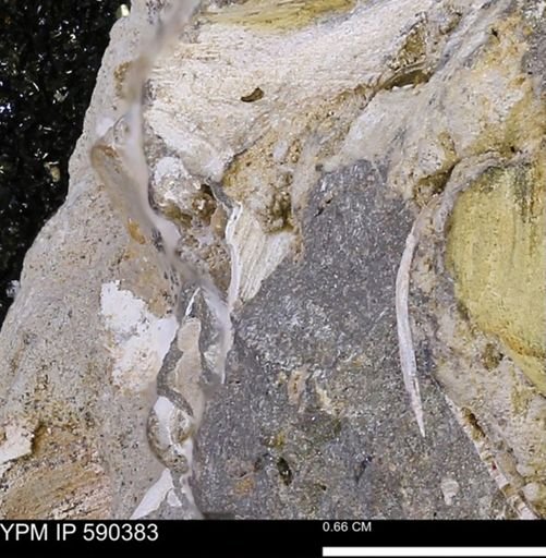 undet. Bivalvia