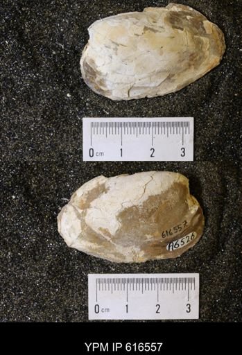 Corbicula?