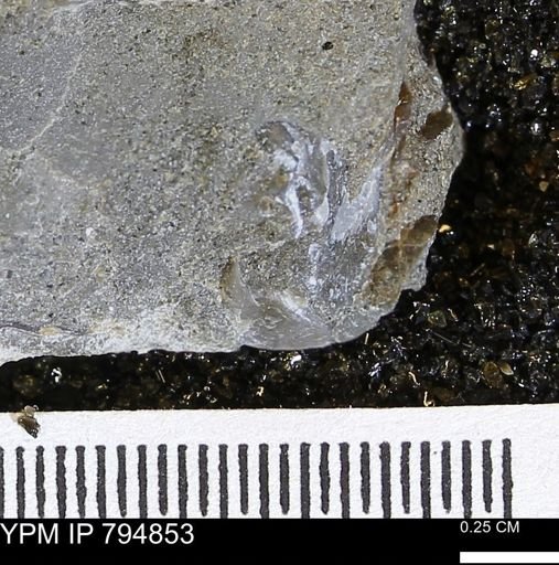 undet. Bivalvia