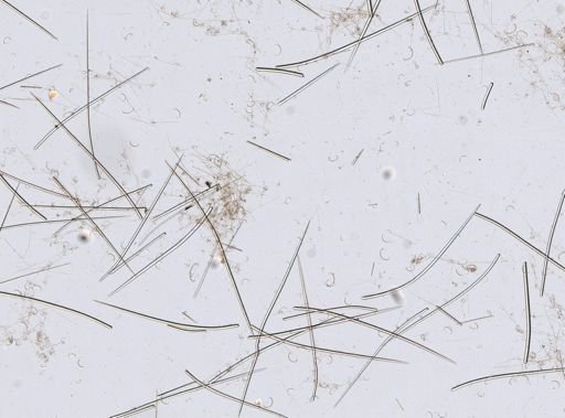 Biemna variantia