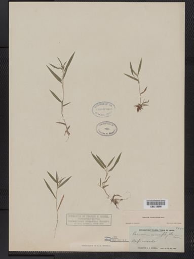 Panicum columbianum tsugetorum