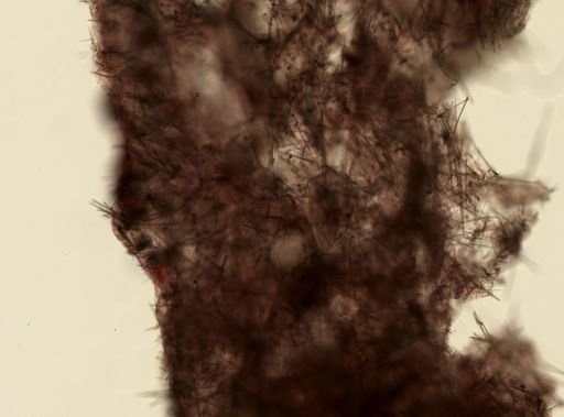 Biemna tubulata
