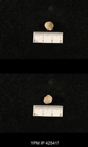 Meekella skenoides