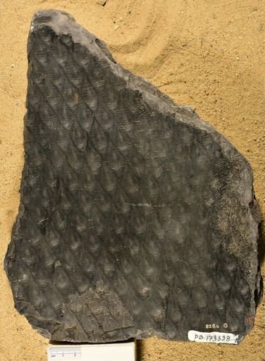 Lepidodendron sp.