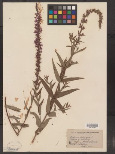 Lythrum salicaria