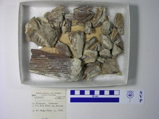 Protosphyraena