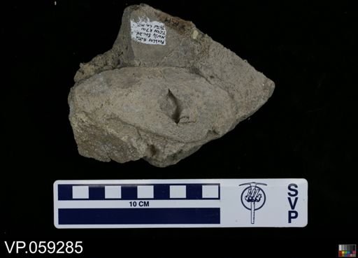 undet. Vertebrata