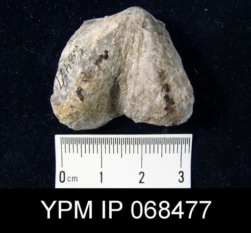 Hebertella sinuata