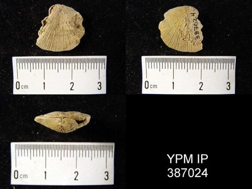 Dalmanella planiconvexa