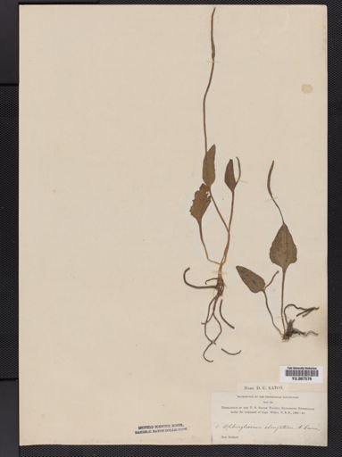 Ophioglossum vulgatum