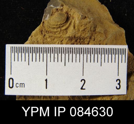 Leptaena rhomboidalis