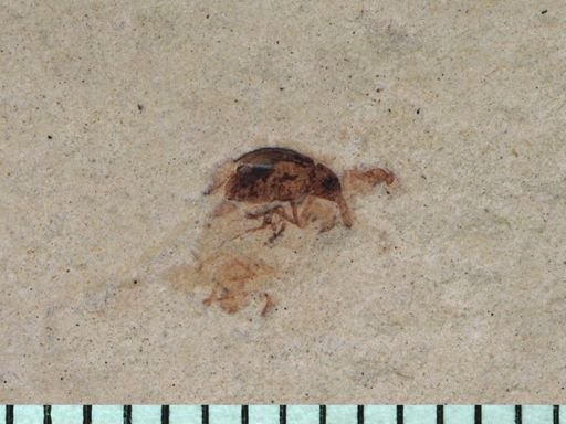 undet. Curculionidae