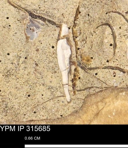 Mollusca