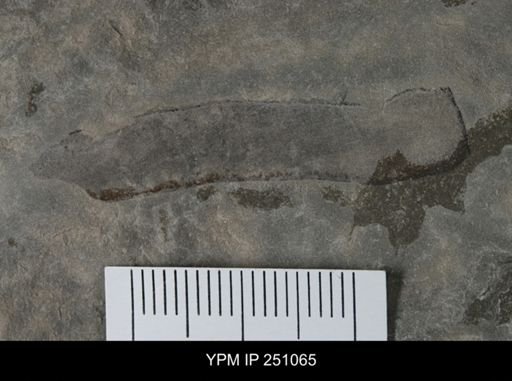 undet. Eurypterida