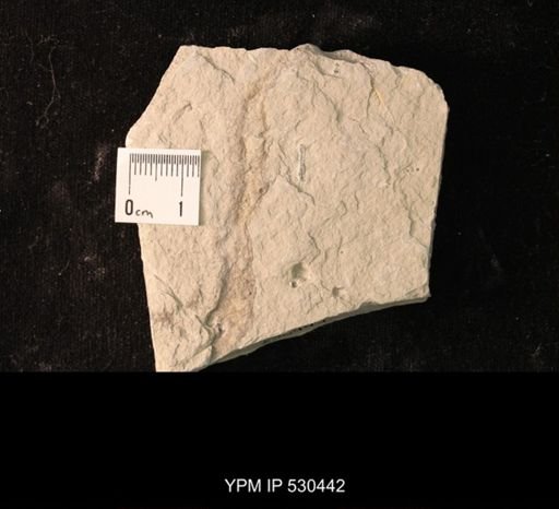 Spartobranchus