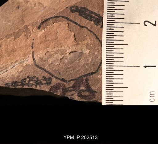 Holcoptera