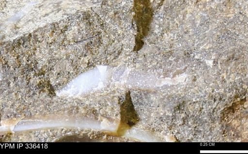 undet. Mollusca