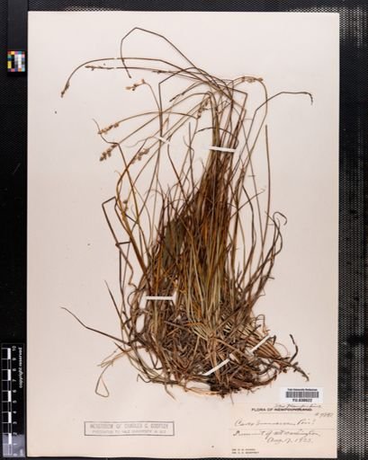 Carex brunnescens