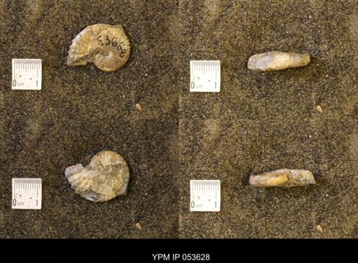 Discoscaphites conradi