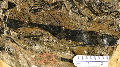 Calamites sp.