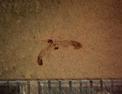 undet. Psocoptera