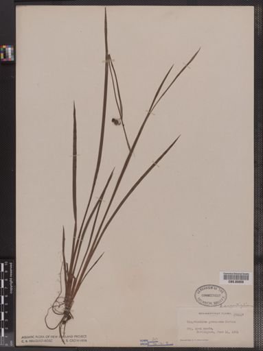 Sisyrinchium angustifolium