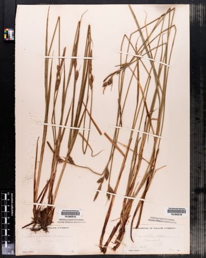 Carex vestita