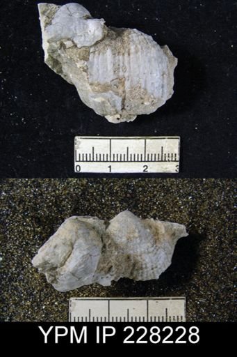 Dictyoclostus portlockianus