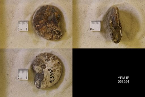 undet. Scaphitidae