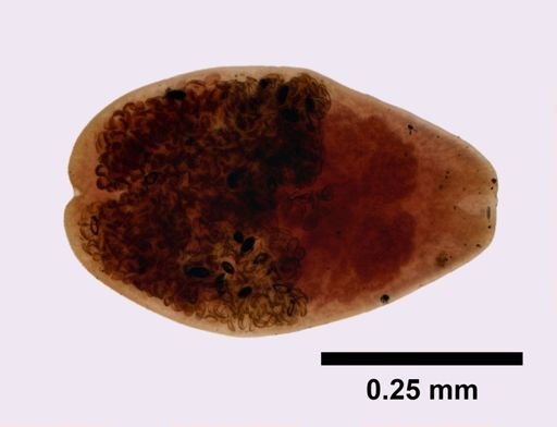 Prosthodendrium naviculum