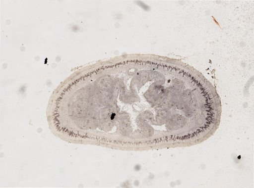 Lineus viridis