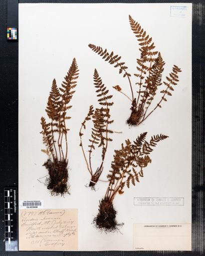 Woodsia ilvensis