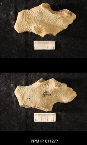 Heterotrypa frondosa