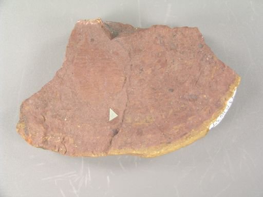 Colutea primordialis