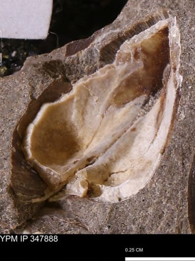 undet. Bivalvia