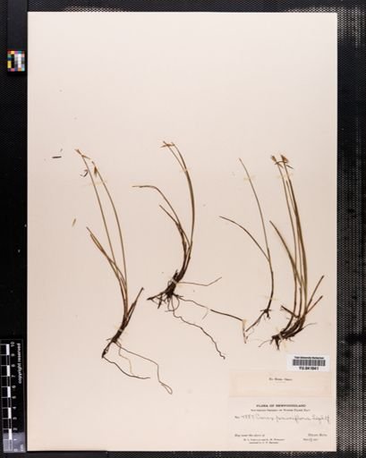 Carex pauciflora