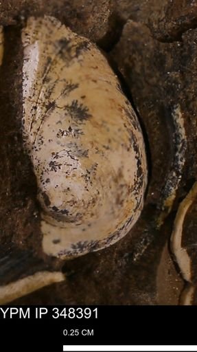 Limopsis striatopunctatus