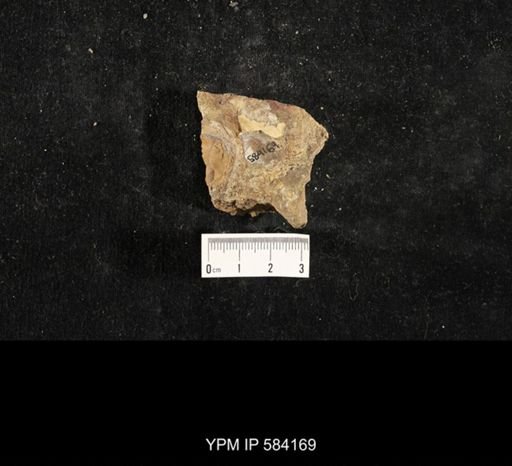 Myalina subquadrata