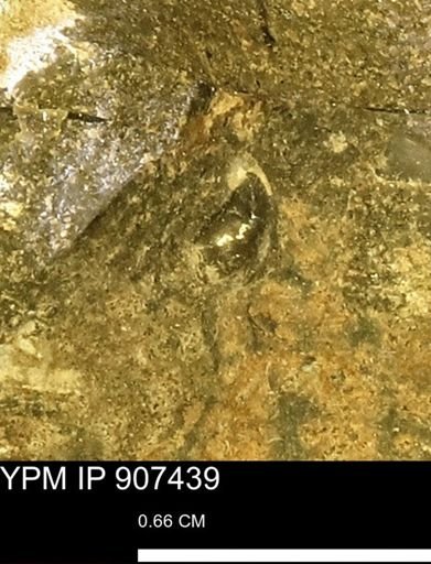 undet. Mollusca