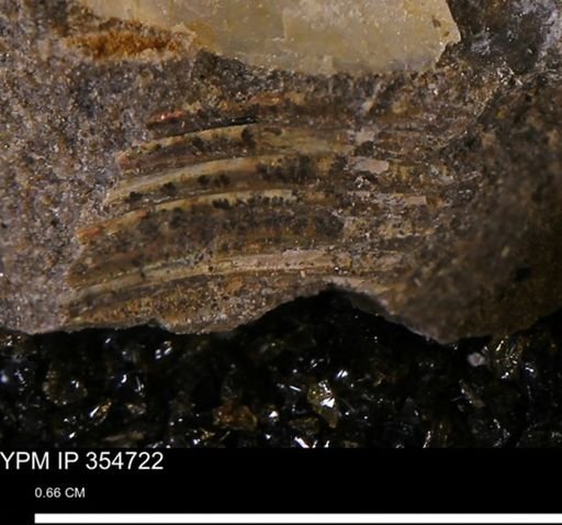 undet. Ammonoidea