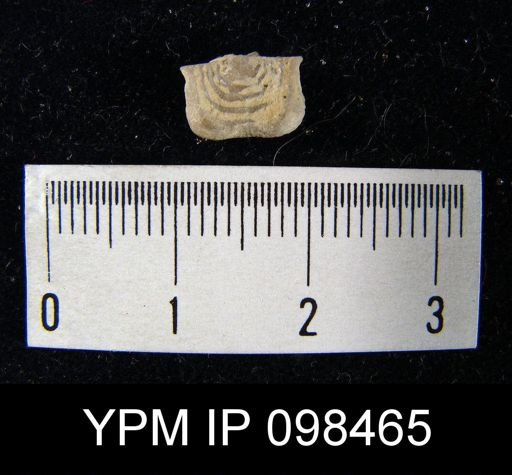 Leptaena rhomboidalis
